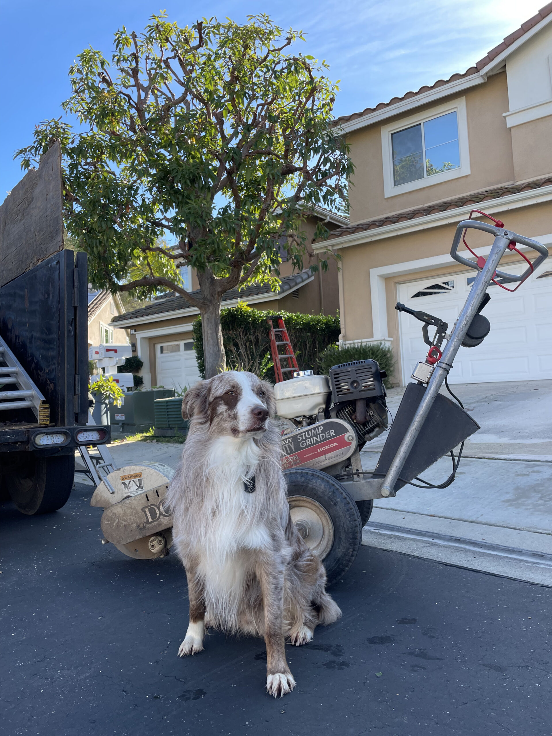 24 HOUR EMERGENCY TREE SERVICE IN LAGUNA NIGUEL