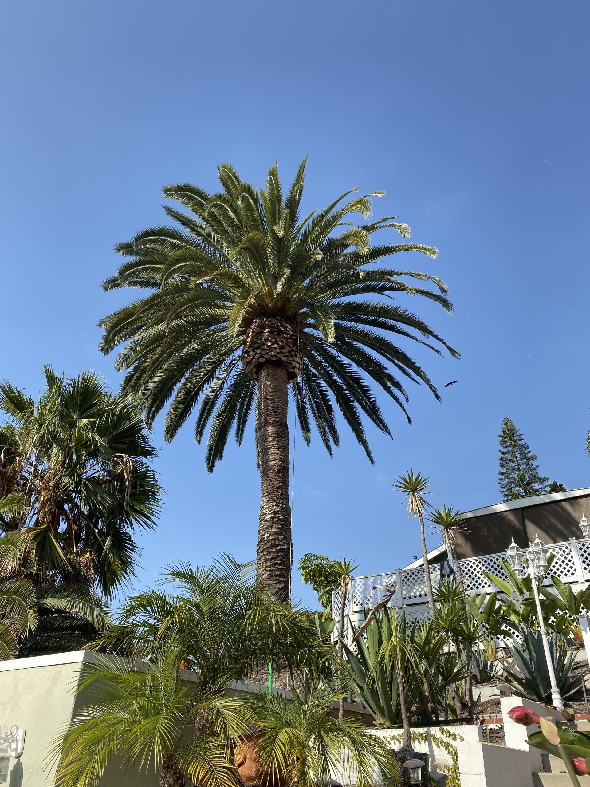 Palm Pruning (2)