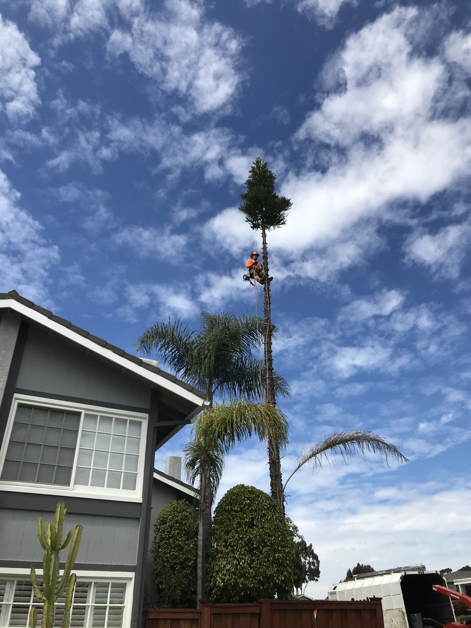 Palm Pruning