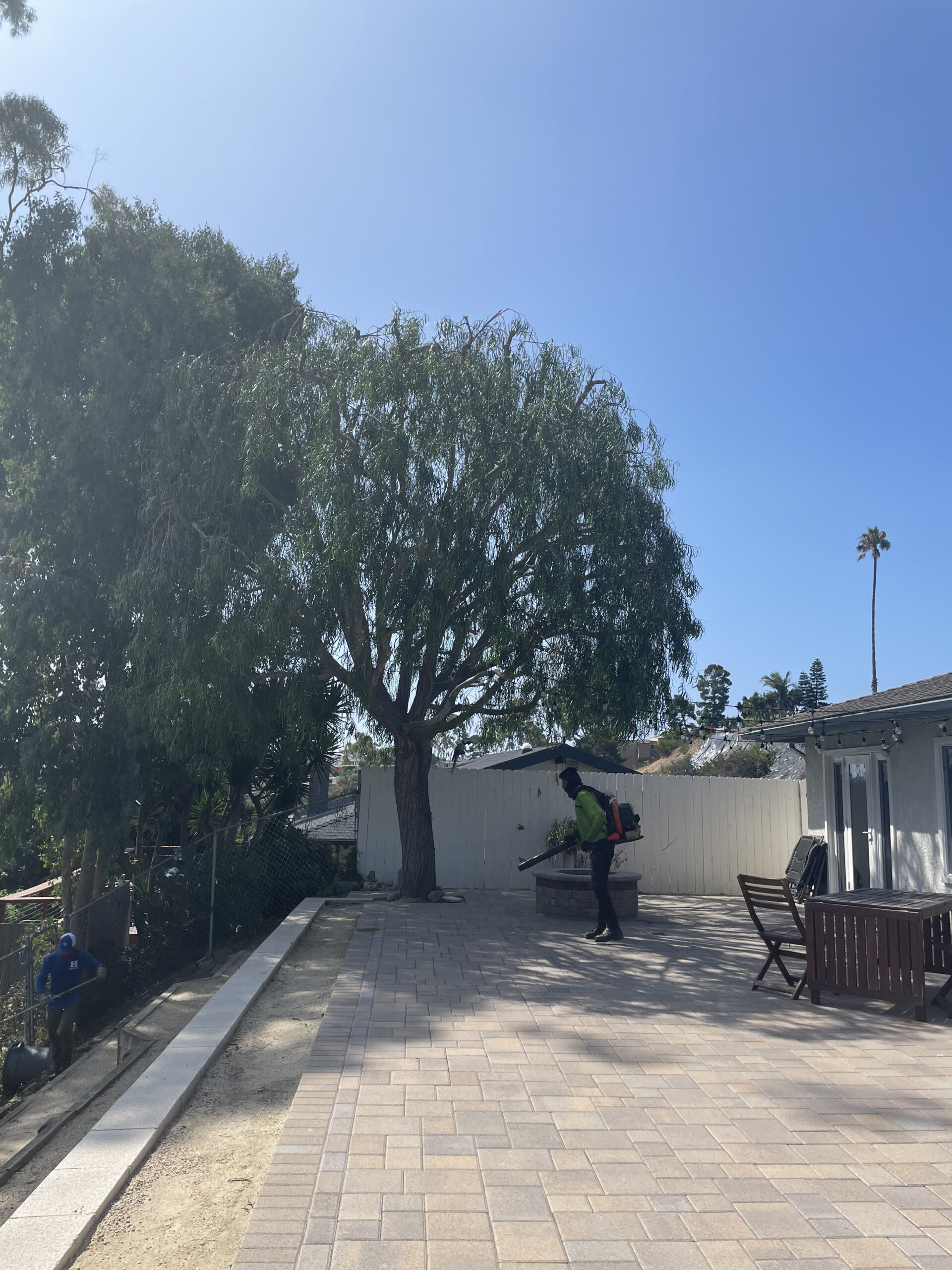 Palm Pruning