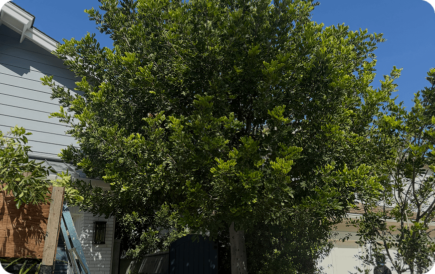 Before image alt