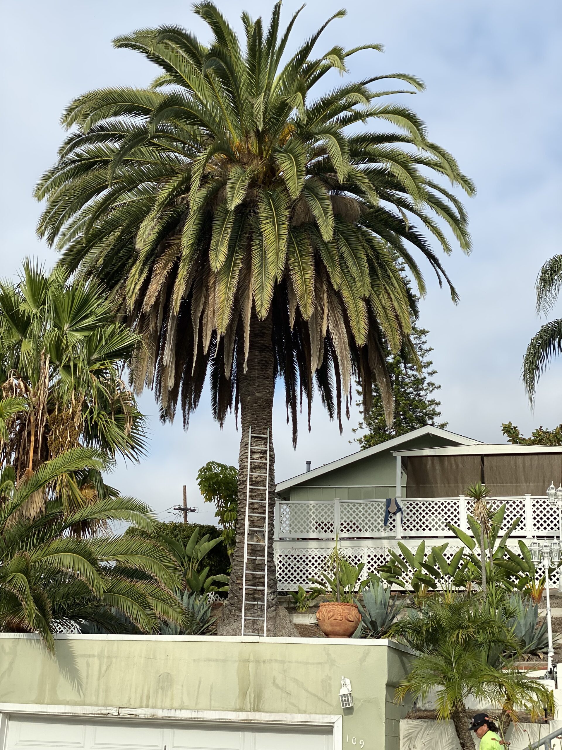 Tree Pruning Palm Pruning