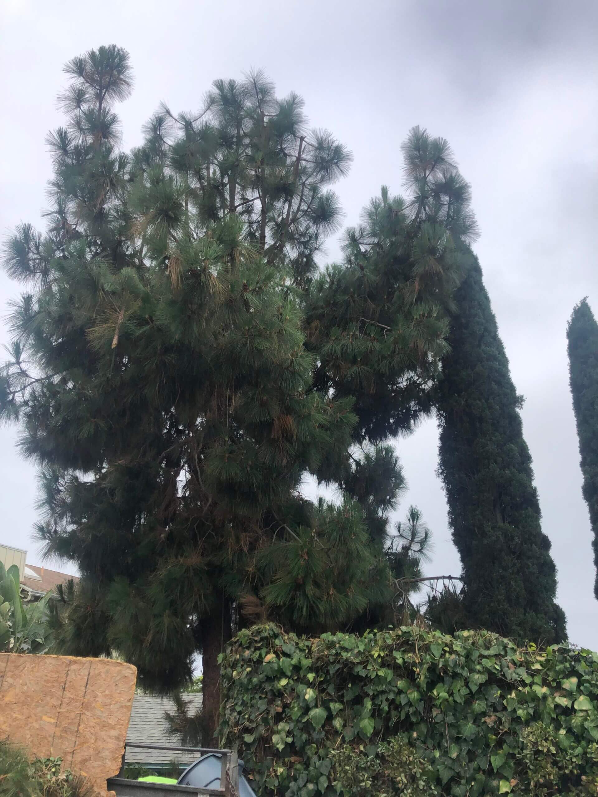 Tree Trimming Laguna Niguel